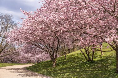 Almanya 'da Münih' te kiraz çiçekleri açar. Mavi ve bulutlu arkaplanlı pembe kiraz çiçekleri. Almanya 'da bahar.