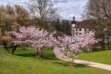 Almanya 'da Münih' te kiraz çiçekleri açar. Mavi ve bulutlu arkaplanlı pembe kiraz çiçekleri. Almanya 'da bahar.