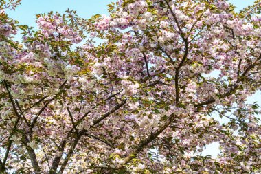 Japon kirazı, Prunus serrulata Dünya Ormanı 'nda çiçek açıyor, Almanya' nın Bavyera kentindeki Münih yakınlarında Weltwald in Freising.