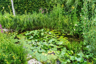 Bavyera, Almanya 'daki Augsburg Botanik Bahçesi' nde yeşil çayırlarda çalı çırpı ve çalı çırpı ağaçları var.