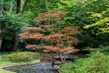 Augsburg, Almanya 'daki Botanik Bahçesi' ndeki Japon bahçesi. Japon bahçesindeki küçük şelalelerin ve Japon akçaağacının güzel manzarası.