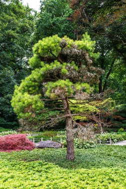 Augsburg, Almanya 'daki Botanik Bahçesi' ndeki Japon bahçesi. Japon bahçesindeki küçük şelalelerin ve Japon akçaağacının güzel manzarası.
