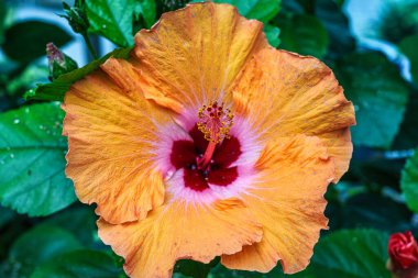 Bavyera, Almanya 'daki Augsburg Botanik Bahçesi' nde yeşil çayırlarda çalı çırpı ve çalı çırpı ağaçları var.