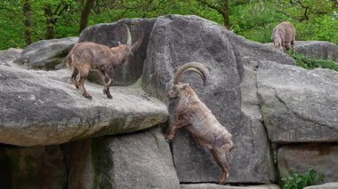 İki dağ keçisi dişilerin ve bölgelerin üzerinde kafa kafaya çarpışır. Avrupa Alpleri 'nin dağlarında yaşayan vahşi bir keçi türü..