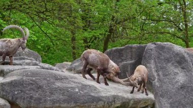İki dağ keçisi dişilerin ve bölgelerin üzerinde kafa kafaya çarpışır. Avrupa Alpleri 'nin dağlarında yaşayan vahşi bir keçi türü..