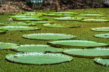 Victoria amazonica çiçeği Museu da Amazonia 'da, MUSA Manaus, Brezilya' da. Nilüferlerin en büyüğü. Nymphaeaceae.