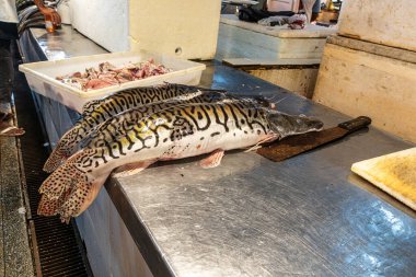 Brezilya 'daki Manaus' ta, Feira Manaus Moderna. Piranha, pirarucu ve diğer tipik Amazon balığı satan popüler balık pazarı.