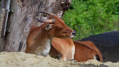 Banteng, Bos javanicus veya Red Bull. Vahşi bir sığır türüdür ama sığır ve bizondan farklı kilit özellikler vardır: hem erkek hem de dişilerde beyaz bir şerit..