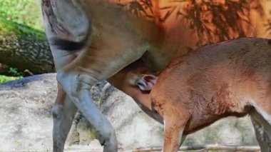 Genç bebek Banteng, Bos javanicus veya Red Bull. Vahşi bir sığır türüdür ama sığır ve bizondan farklı kilit özellikler vardır: hem erkek hem de dişilerde beyaz bir şerit..