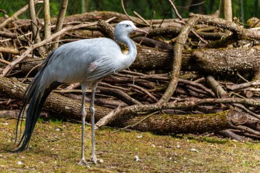 Grus paradisea, Güney Afrika 'ya özgü nesli tükenmekte olan bir kuş türü. Güney Afrika 'nın ulusal kuşudur.
