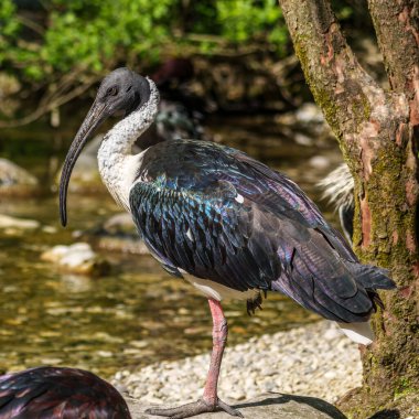 Saman boyunlu Ibis, Threskiornis spinicollis, Threskiornithidae familyasından bir kuş türü..