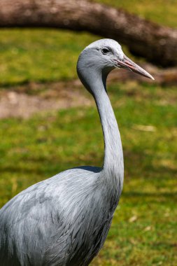 Grus paradisea, Güney Afrika 'ya özgü nesli tükenmekte olan bir kuş türü. Güney Afrika 'nın ulusal kuşudur.