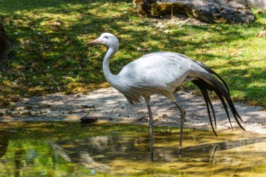 Grus paradisea, Güney Afrika 'ya özgü nesli tükenmekte olan bir kuş türü. Güney Afrika 'nın ulusal kuşudur.