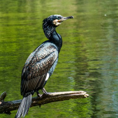 Kuzey yarımküre boyunca büyük siyah karabatak olarak bilinen büyük karabatak, Avustralya 'daki siyah karabatak ve Yeni Zelanda' nın daha güneyindeki siyah karabatak
