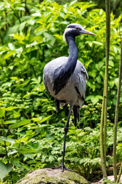 Demokiselle Crane ve Anthropoides başak kuşları gün boyunca açık yeşil çayırlarda yaşarlar. Orta Avrupa 'da bulunan bir turna türüdür.