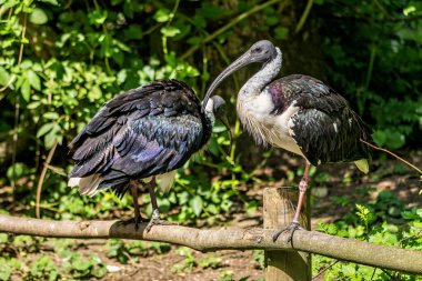 Saman boyunlu Ibis, Threskiornis spinicollis, Threskiornithidae familyasından bir kuş türü..