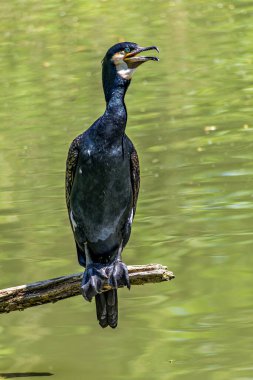 Kuzey yarımküre boyunca büyük siyah karabatak olarak bilinen büyük karabatak, Avustralya 'daki siyah karabatak ve Yeni Zelanda' nın daha güneyindeki siyah karabatak