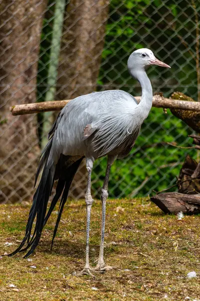 Grus paradisea, Güney Afrika 'ya özgü nesli tükenmekte olan bir kuş türü. Güney Afrika 'nın ulusal kuşudur.