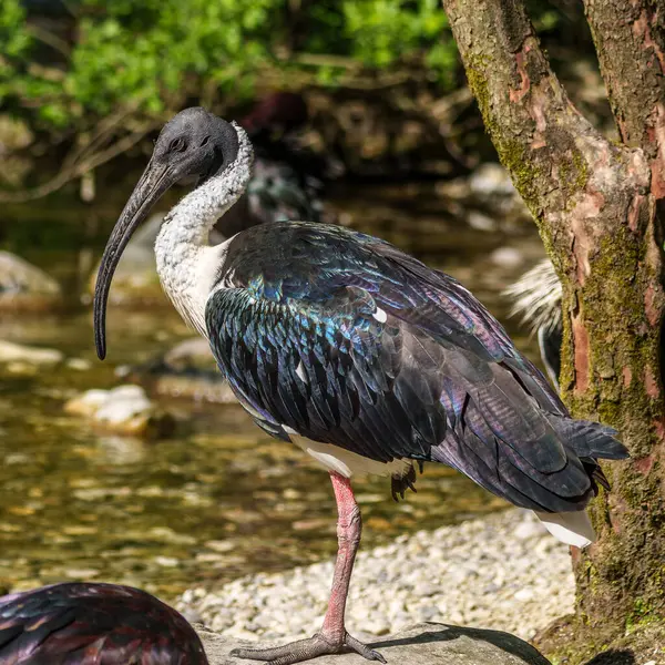 Saman boyunlu Ibis, Threskiornis spinicollis, Threskiornithidae familyasından bir kuş türü..