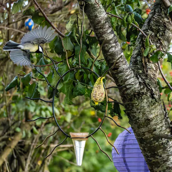 Portrait of The Great Tit, Parus major from the tit family Paridae, perched on a bird feeder containing birdseed.