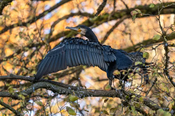 Kuzey yarımküre boyunca büyük siyah karabatak olarak bilinen büyük karabatak, Avustralya 'daki siyah karabatak ve Yeni Zelanda' nın daha güneyindeki siyah karabatak