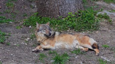 Kurt, gri kurt ya da kereste kurdu olarak da bilinen, Avrasya ve Kuzey Amerika 'nın vahşi ve uzak bölgelerinde yaşayan bir köpek türüdür..
