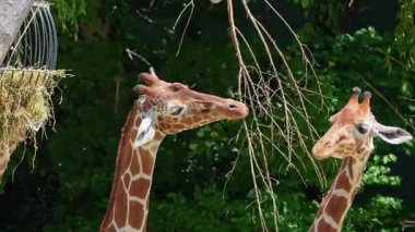 Zürafa, Zürafa camelopardalis, Afrika 'nın tek ayak parmaklı tek parmaklı, yaşayan en uzun boylu, en uzun boylu kara hayvanıdır..