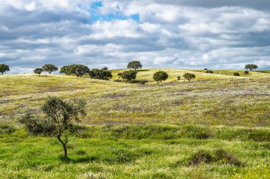 Mertola, Portekiz, Alentejo yakınlarındaki doğal do Vale do Guadiana 'da yabani çayırları, nehirleri ve şelaleleri olan güzel bir manzara.
