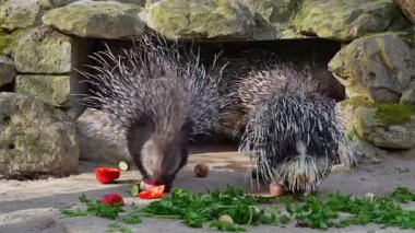 Hint armalı kirpi (