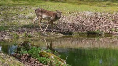 Fallow deer, Dama mezopotamya, Cervidae familyasından bir memeli türü..