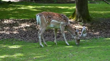 Fallow deer, Dama mezopotamya, Cervidae familyasından bir memeli türü..