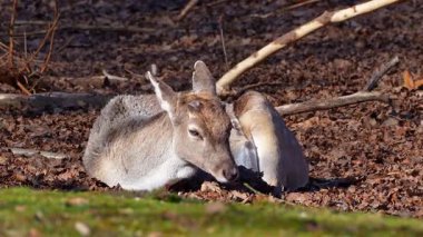 Fallow deer, Dama mezopotamya, Cervidae familyasından bir memeli türü..