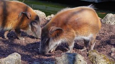 Kızıl nehir domuzu, Potamochoerus porcus, ayrıca çalı domuzu olarak da bilinir. Bu domuzun yer altında yiyecek bulmak için keskin bir koku alma duyusu var..