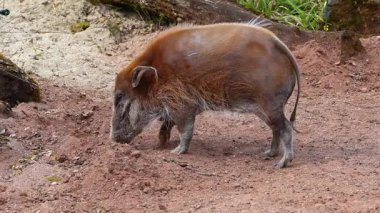 Kızıl nehir domuzu, Potamochoerus porcus, ayrıca çalı domuzu olarak da bilinir. Bu domuzun yer altında yiyecek bulmak için keskin bir koku alma duyusu var..