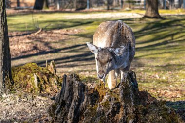 Fallow deer, Dama mezopotamya, Cervidae familyasından bir memeli türü..