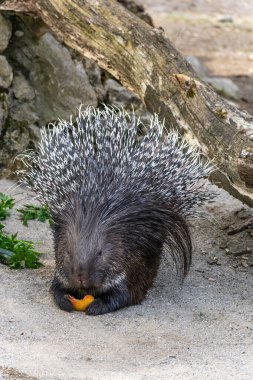 Hint armalı kirpi (