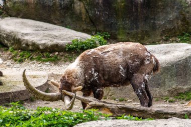 Erkek dağ keçisi - Avrupa Alplerinde yaşayan bir kayanın üzerindeki kapra dağ keçisi