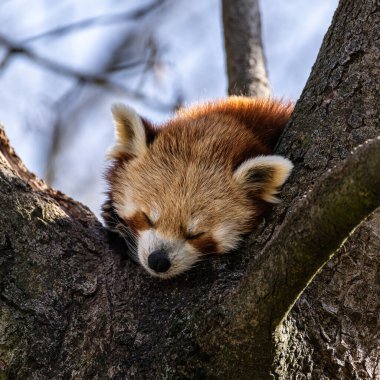 Kırmızı panda, Ailurus fulgens, daha küçük panda ve kırmızı kedi ayı olarak da bilinir..