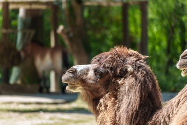 Bactrian develeri (Camelus bactrianus), Orta Asya 'nın bozkırlarına özgü büyük, tek ayak parmaklı bir bakteridir. Bactrian devesinin sırtında iki hörgücü vardır.