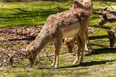 Fallow deer, Dama mezopotamya, Cervidae familyasından bir memeli türü..