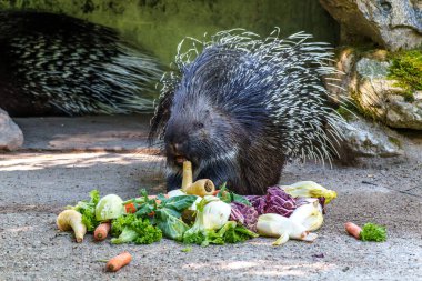 Hint armalı kirpi (