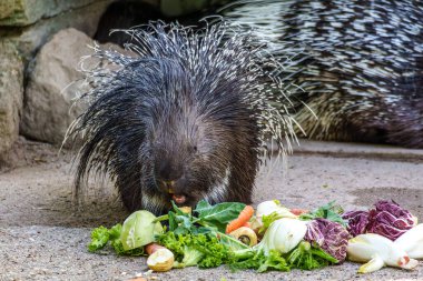 Hint armalı kirpi (