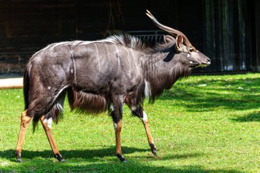 Nyala, Tragelaphus angasii Güney Afrika 'ya özgü spiral boynuzlu bir antiloptur. Bovidae familyasından ve Nyala familyasından, Tragelaphus familyasından bir türdür..