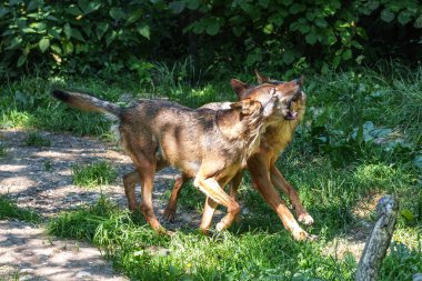Kurt, gri kurt ya da kereste kurdu olarak da bilinen, Avrasya ve Kuzey Amerika 'nın vahşi ve uzak bölgelerinde yaşayan bir köpek türüdür..