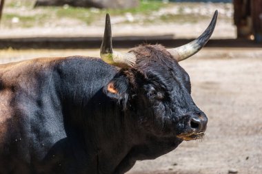 Bos Primigenius Taurus, soyu tükenmiş yaban öküzlerine benzediğini iddia etti. Alman parkında görülen yerli dağ sığırları