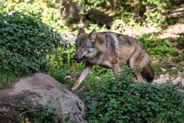 Kurt, gri kurt ya da kereste kurdu olarak da bilinen, Avrasya ve Kuzey Amerika 'nın vahşi ve uzak bölgelerinde yaşayan bir köpek türüdür..