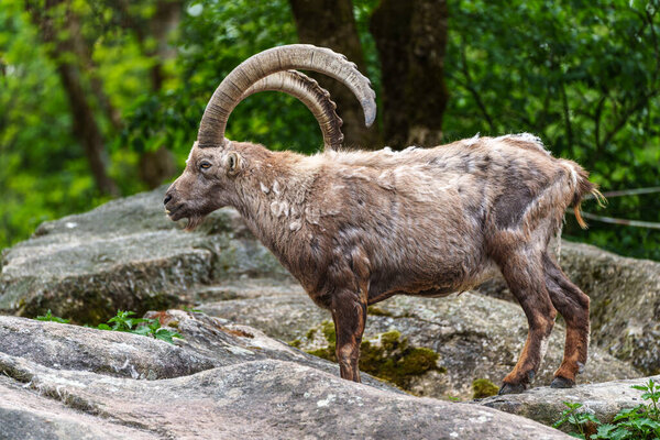 Alpine ibex, Capra ibex, также известный как Steinbock или bouquetin, является видом дикой козы, которая живет в горах европейских Альп.