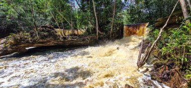 Brezilya 'nın Amazon bölgesindeki Manaus yakınlarındaki Başkan Figueiredo' da Macaws şelalesi. Şelalede bol ve güzel bir güç var.