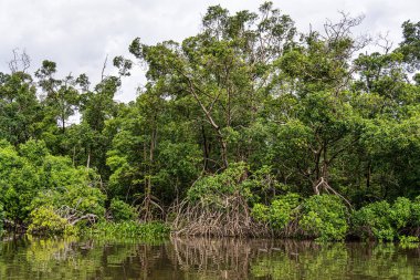 Barreirinhas, Lencois Maranhenses 'ten Brezilya' daki Preguica Nehri 'ne tekne gezisi. Preguicas Nehri, Maranhao eyaletinin Lencois Maranhenses bölgesinde yer alan bir su yolu..