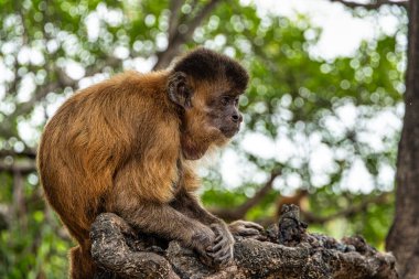Vassouras, Barreirinhas, Brezilya Maranhao 'daki süpürge köyündeki küçük maymunlar.